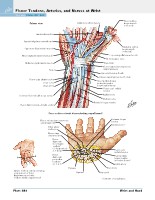 Frank H. Netter, MD - Atlas of Human Anatomy (6th ed ) 2014, page 497